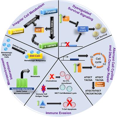 Frontiers | Understanding The Mechanisms By Which Epigenetic Modifiers ...